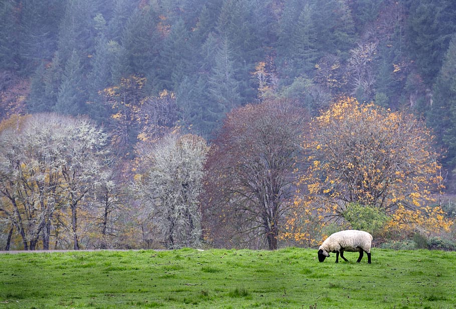 Pasture with sheep eating grass in Oregon, photos, public domain