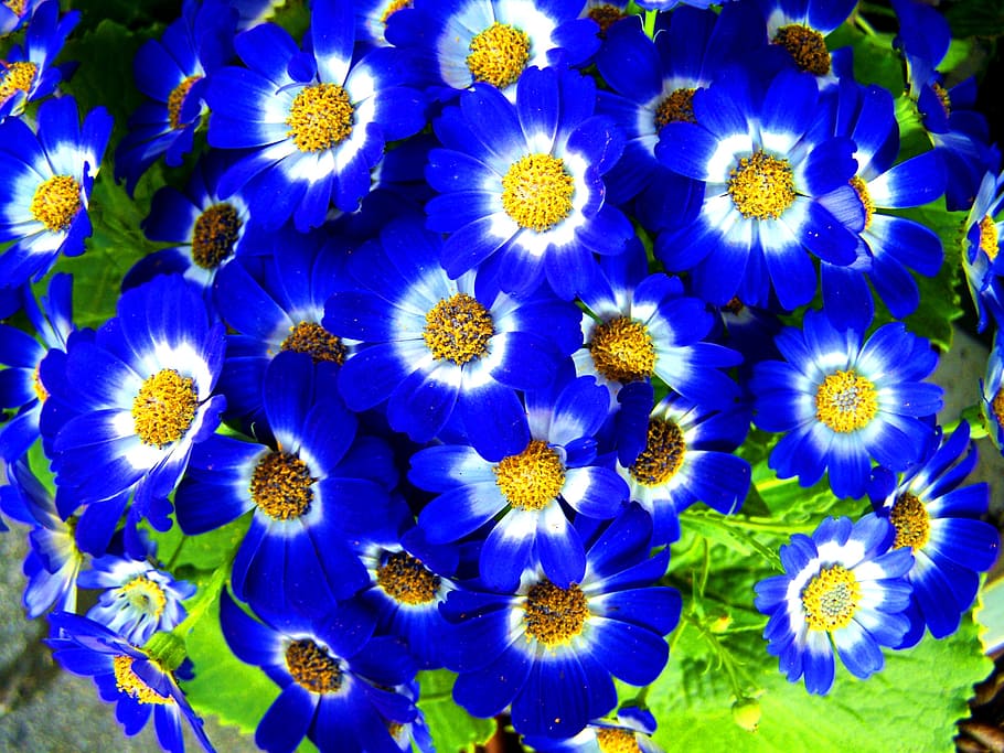 spring flower, blue, garden, flowering plant, freshness, fragility HD wallpaper