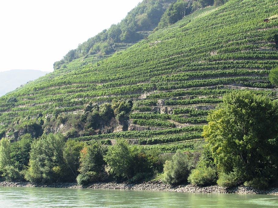 Vineyard, Slope, Danube, Valley, Wachau, danube valley, austria, HD wallpaper