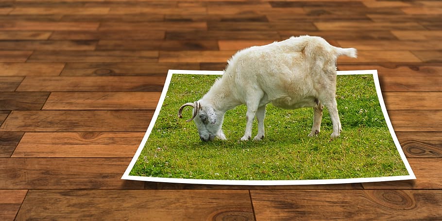 HD wallpaper: white goat eating grass illustration, image editing, ebv,  unleashed | Wallpaper Flare