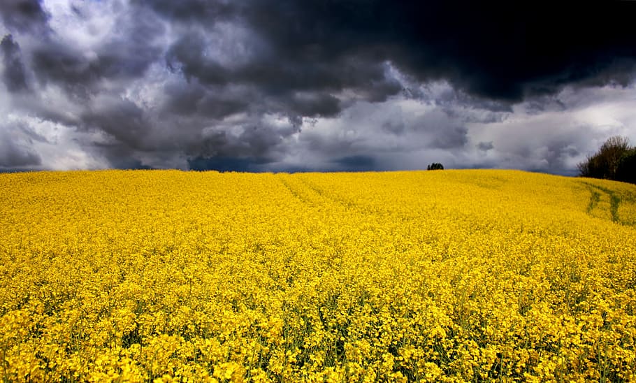Flower Fields in Aabenraa, Denmark, 
