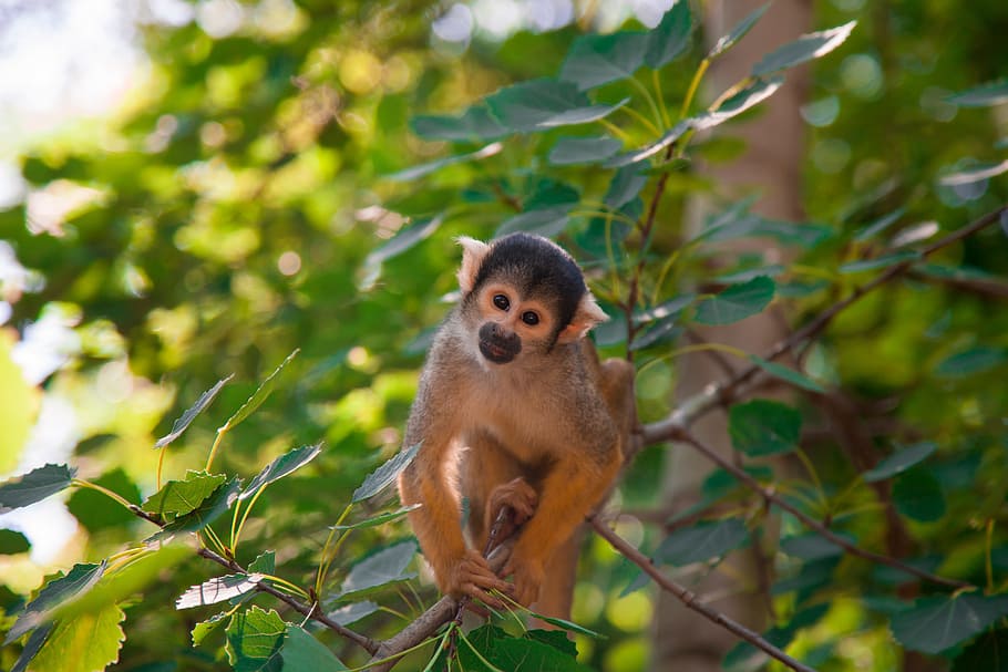 monkey, capuchin monkey, nature, animal, green, animal themes HD wallpaper