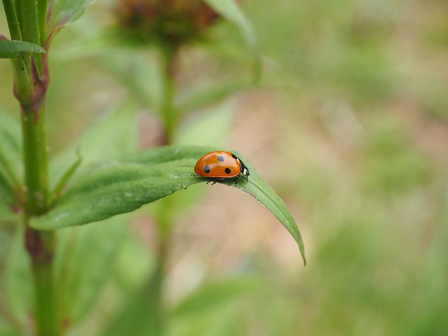 Ladybug, Coccinellidae, Beetle, Elytron, siebenpunkt ladybird HD wallpaper
