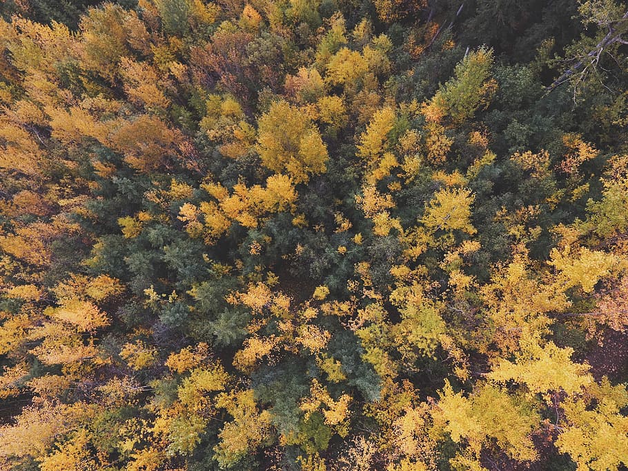 aerial view of trees, untitled, forest, green, yellow, woodland HD wallpaper