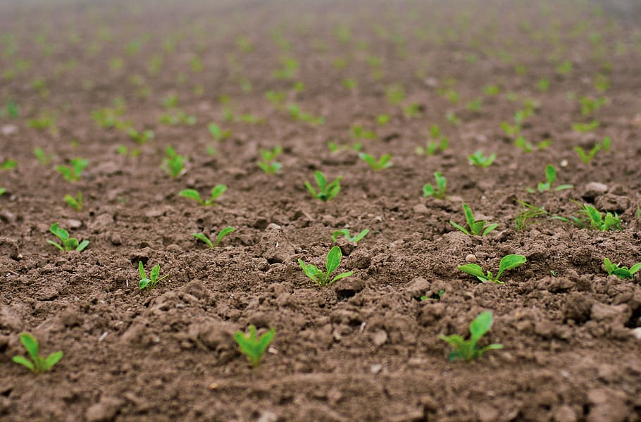 seedlings, sugar beet, shoots, spring, field, agriculture, plant