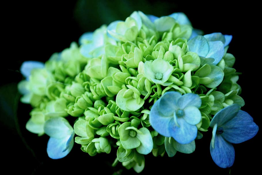 flowers, nature, spring, freshness, flowering plant, black background HD wallpaper