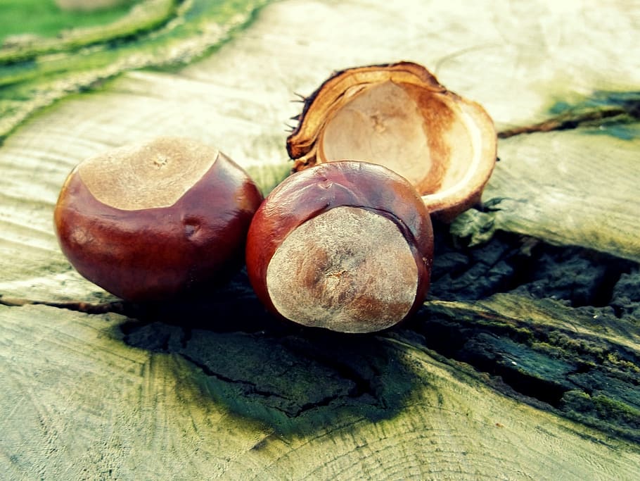 selective focus photography of brown fruits, chestnut, autumn, HD wallpaper