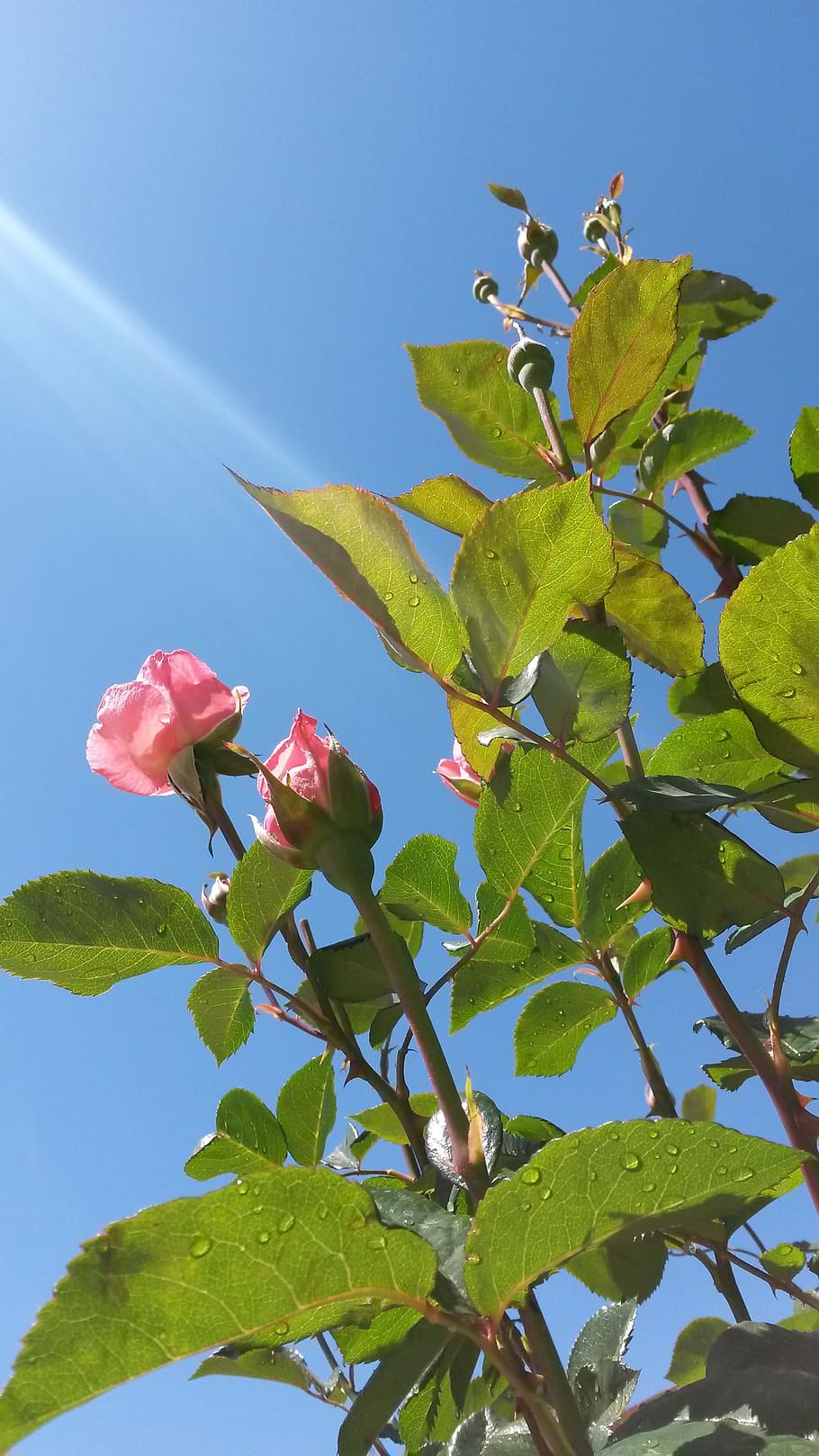 Rose Bush, Roses, Pink, queen elizabeth rose bush, rose blossoms, HD wallpaper