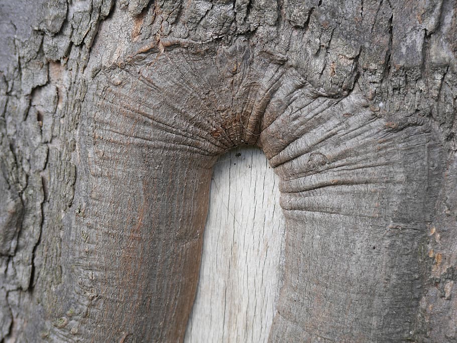 bark, tree, trunk, wood, texture, patterns, timber, textured HD wallpaper