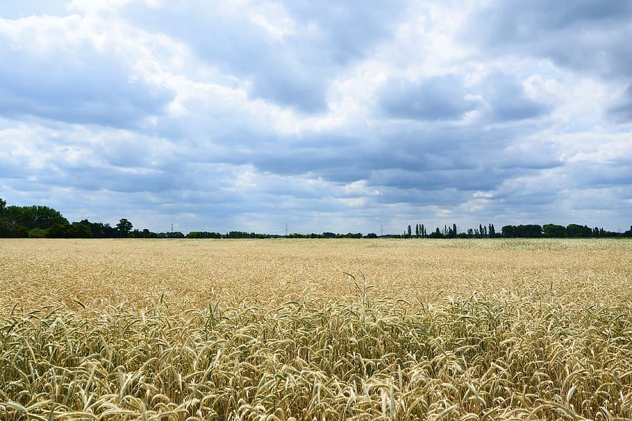 Landscape, Blue Sky, Cornfield, Clouds, summer, nature, agriculture HD wallpaper