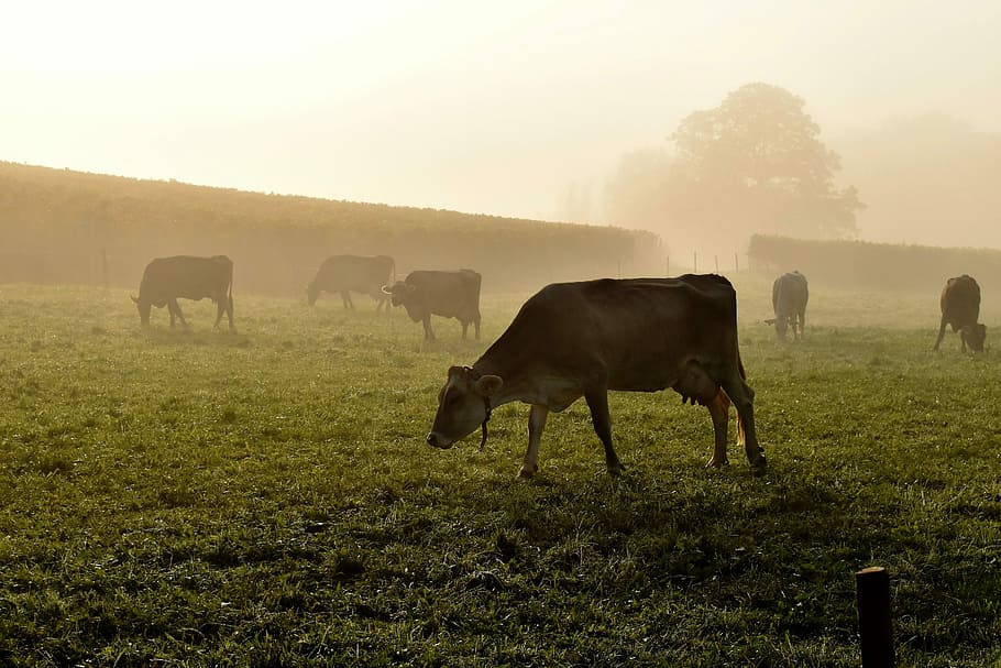 Cows, Pasture, Meadow, Alm, Graze, morning sun, fog, beef, nature HD wallpaper
