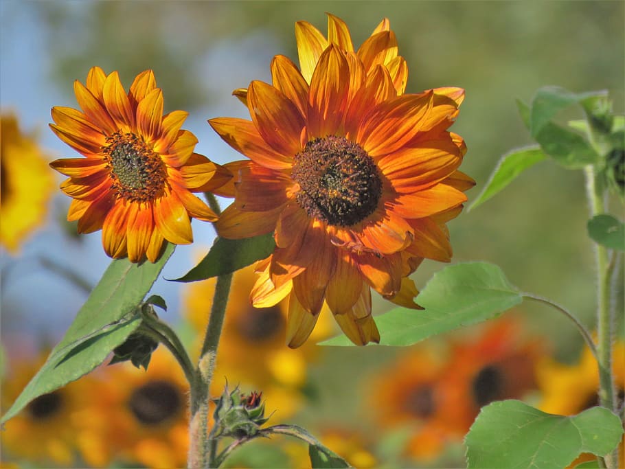 flower, sunflower, rust, brown, orange, yellow, garden, flowering plant HD wallpaper