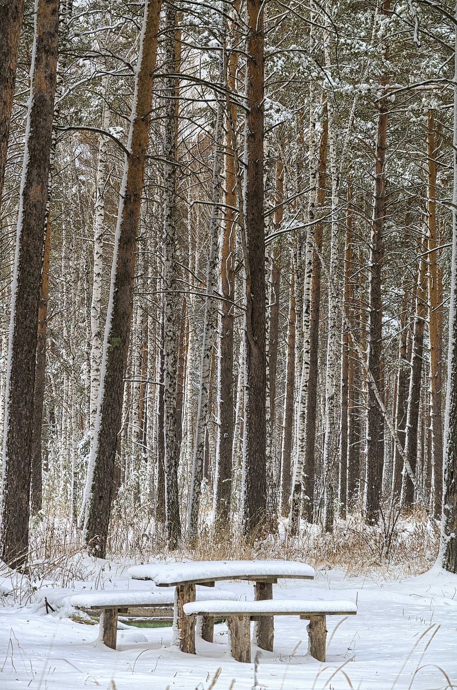 Winter, Bench, Snow, Cold, Frost, coldly, benches, snowflakes HD wallpaper
