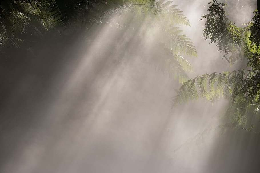 forest, mist, tree, abstract, blur, nature, panoramic, natural HD wallpaper