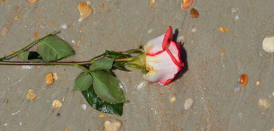 rose, flower, beach, leaf, plant part, no people, high angle view HD wallpaper