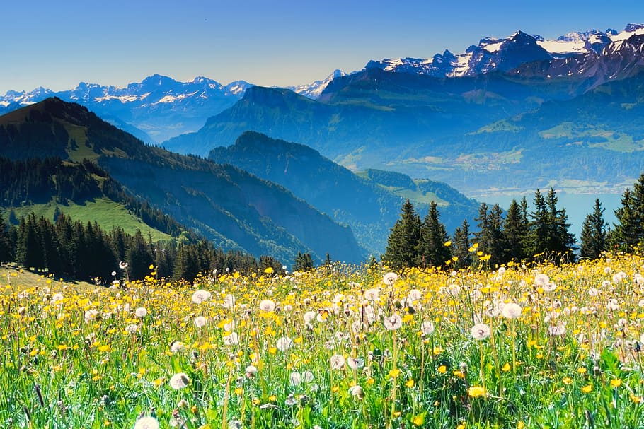 Hd Wallpaper Switzerland Alpine Swiss Alps Wanderer Summer Juicy Meadow Wallpaper Flare