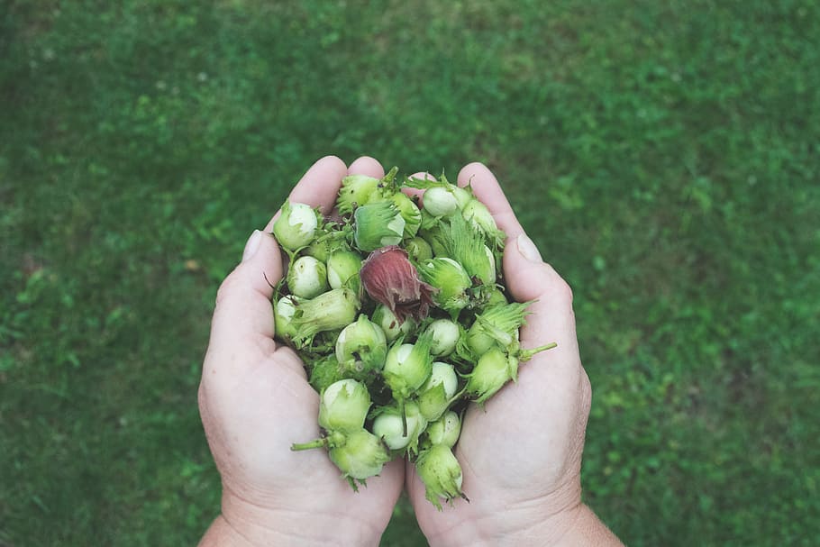 hands, green, grass, human hand, human body part, food and drink HD wallpaper