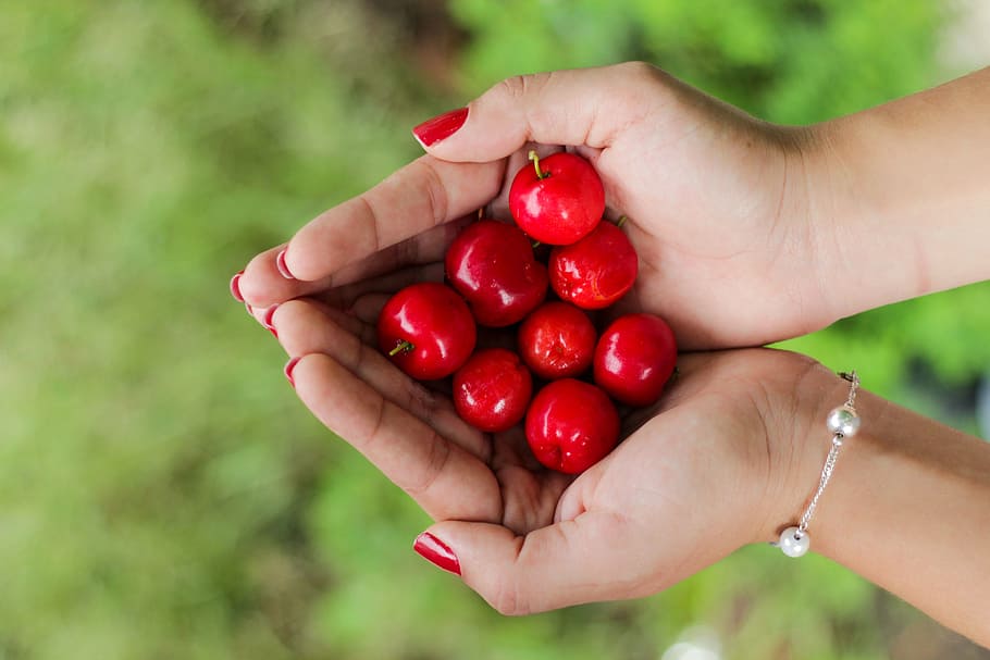 person holding berries, cherries, handful, red, ripe, fresh HD wallpaper