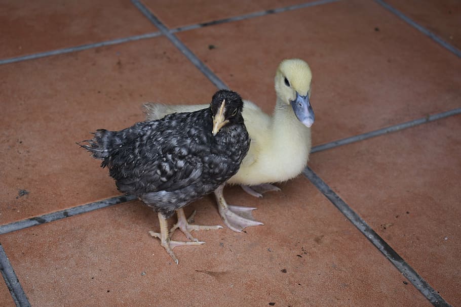chick, duck, farm, bird, animal themes, vertebrate, animal wildlife HD wallpaper