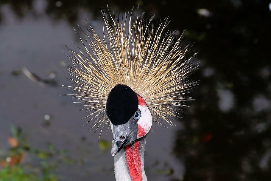 close-up photography black, white, yellow, and red bird, grey crowned crane, HD wallpaper