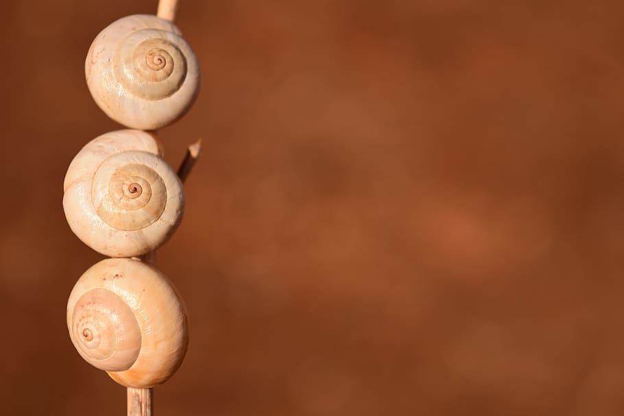 snail shells, white, nature, close up, summer, empty snail shell HD wallpaper