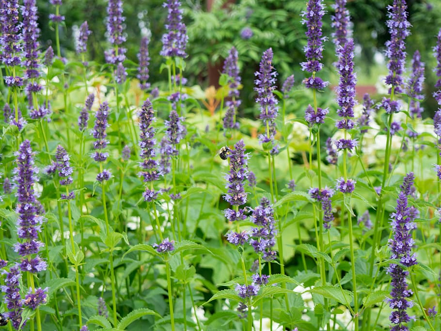 Purple Flowers with Bee, flying, green, pink, Animals, Leaves HD wallpaper