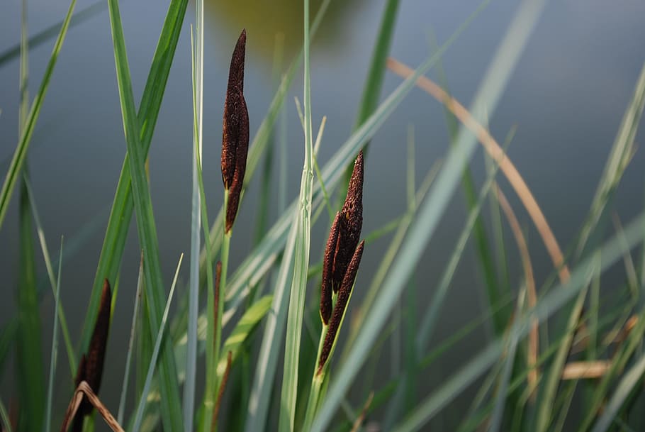 reeds, grass, nature, pond, lake, shore, growth, plant, beauty in nature, HD wallpaper