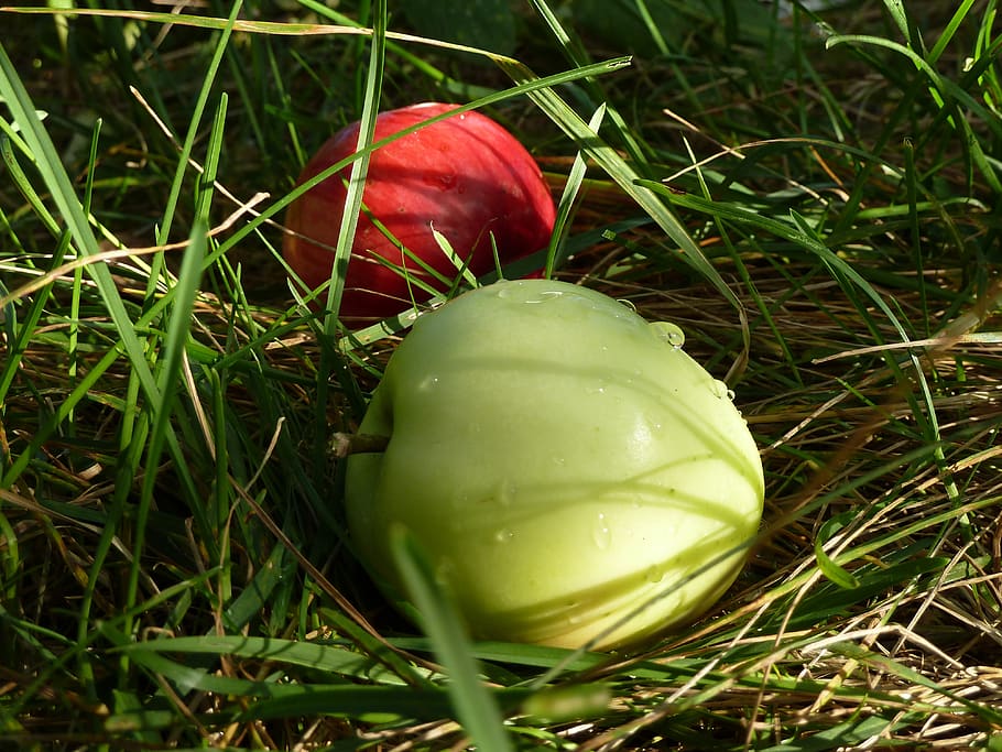 apples, grass, rosa, harvest, plant, red, freshness, food and drink HD wallpaper