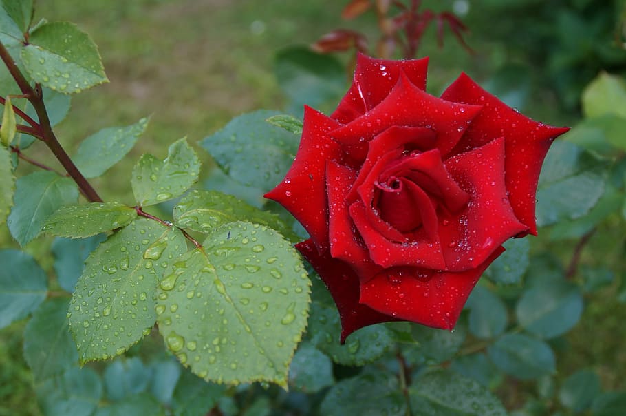 rose, drip, flower, red, raindrop, leaf, rose - flower, petal HD wallpaper