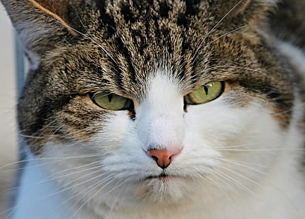 brown Tabby cat, grumpy, bad mood, disturb, portrait, close HD wallpaper
