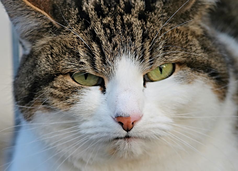 brown Tabby cat, grumpy, bad mood, disturb, portrait, close, domestic cat, HD wallpaper
