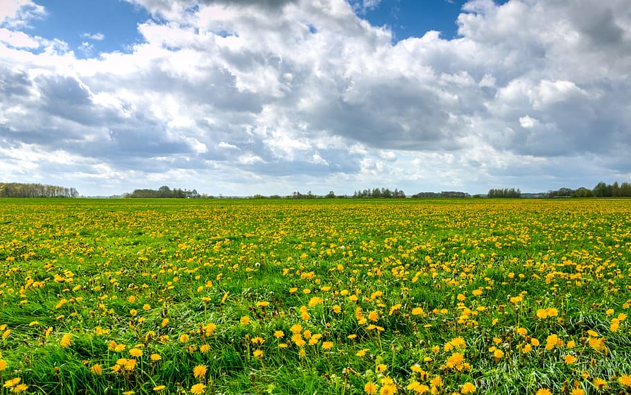 landscape, nature, clouds, field, beautiful, bloom, blossom, countryside HD wallpaper