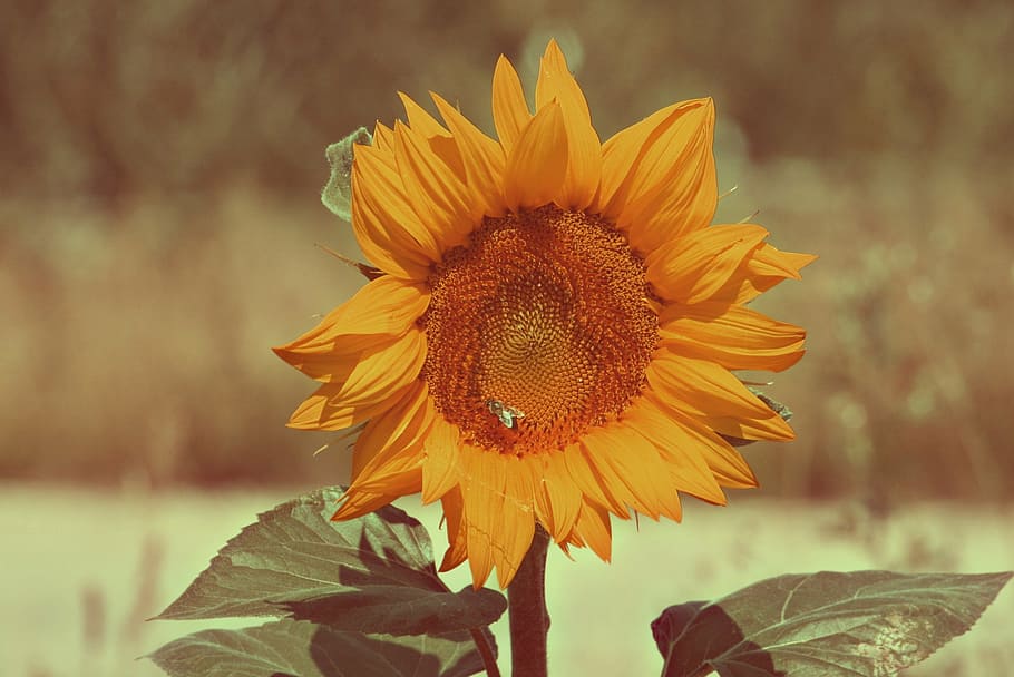 background, grass, freshness, sunflower, nature, spring, summer HD wallpaper
