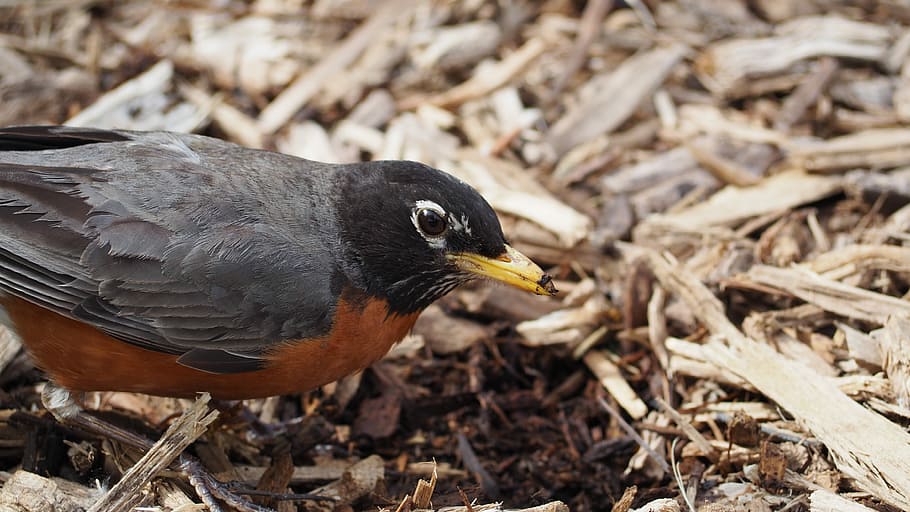 Robin, Eating, Bird, Worm, Beak, Breast, wing, redbreast, animal HD wallpaper