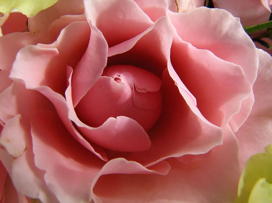 rose, flower, pink, flora, romance, blossom, nature, plant HD wallpaper