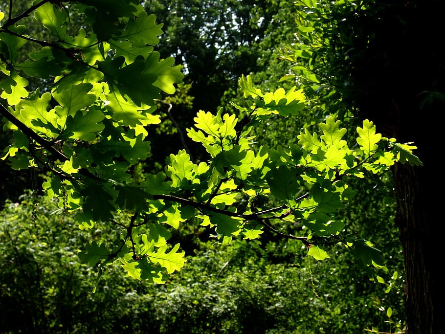 oak leaves, branch, tree, bright, golden, colorful, backlighting