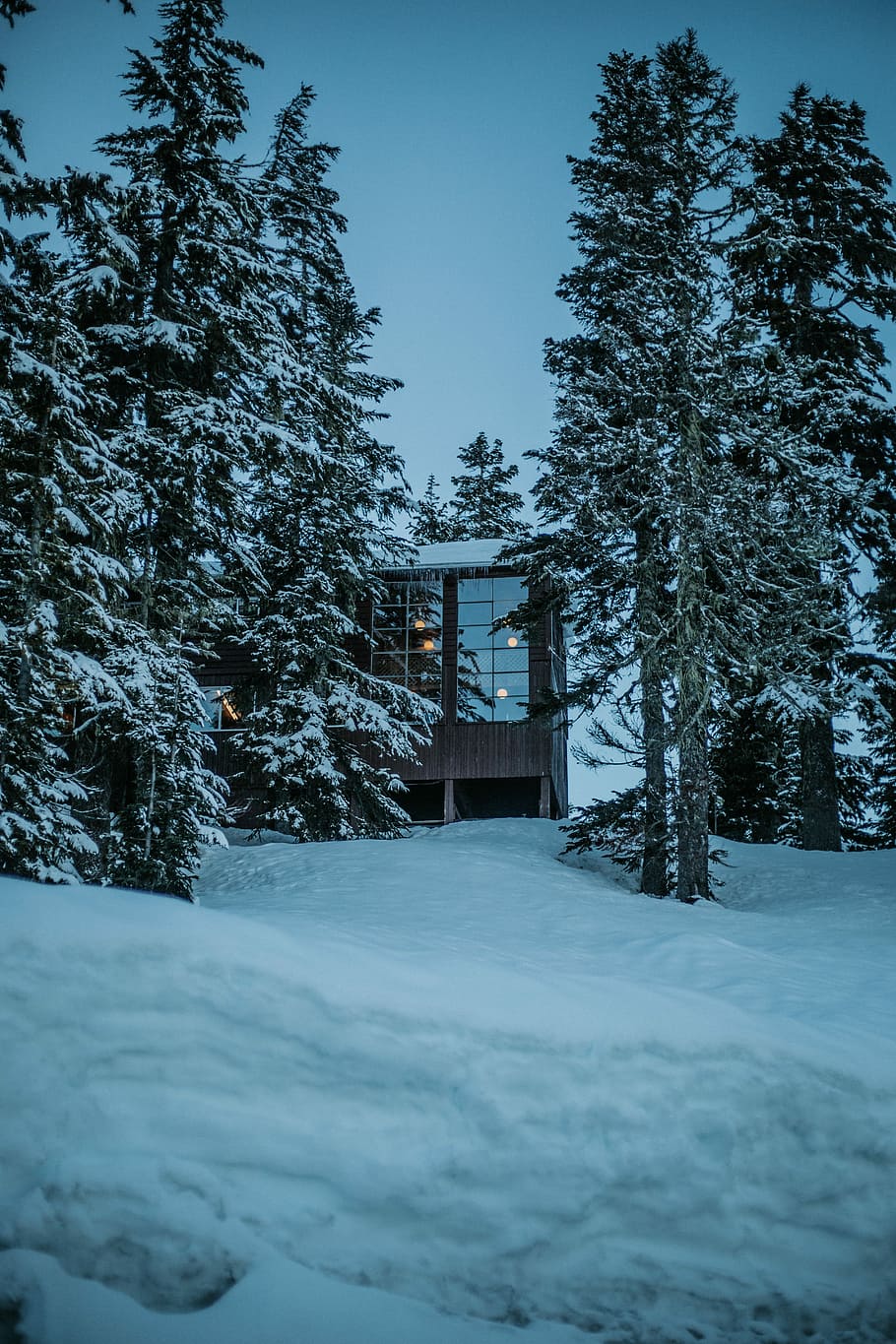 house surrounded with trees, brown house surrounded by pine trees on snowfield HD wallpaper