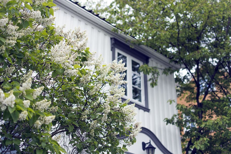photo of white flowers beside white and blue house, green leafed plant in distance white house at daytime