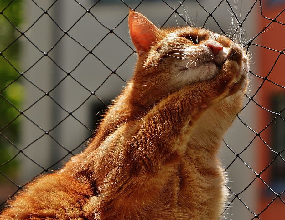 orange cat touching the black net, face, close, view, eyes HD wallpaper