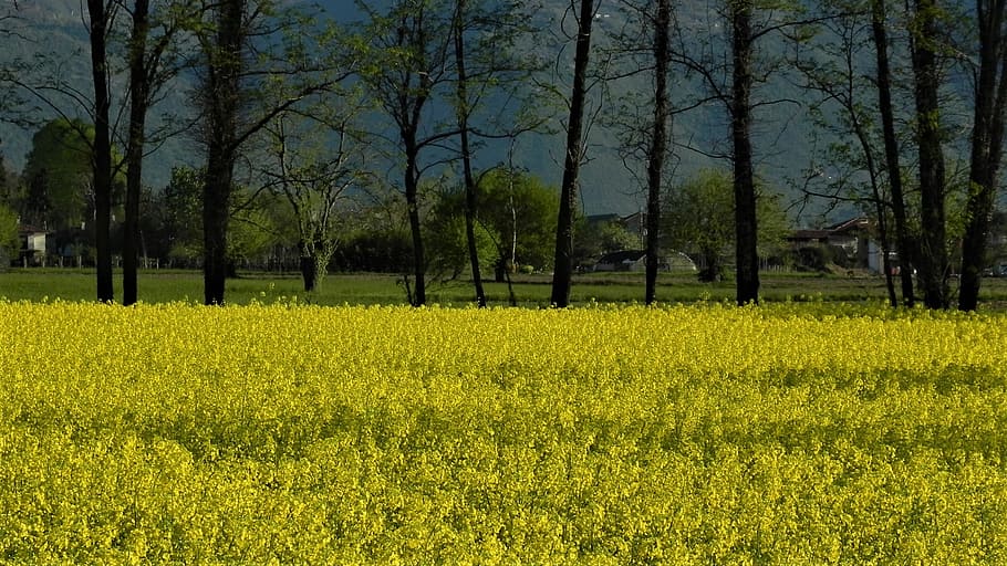 landscape, nature, trees, field, faye, yellow, spring, plant HD wallpaper
