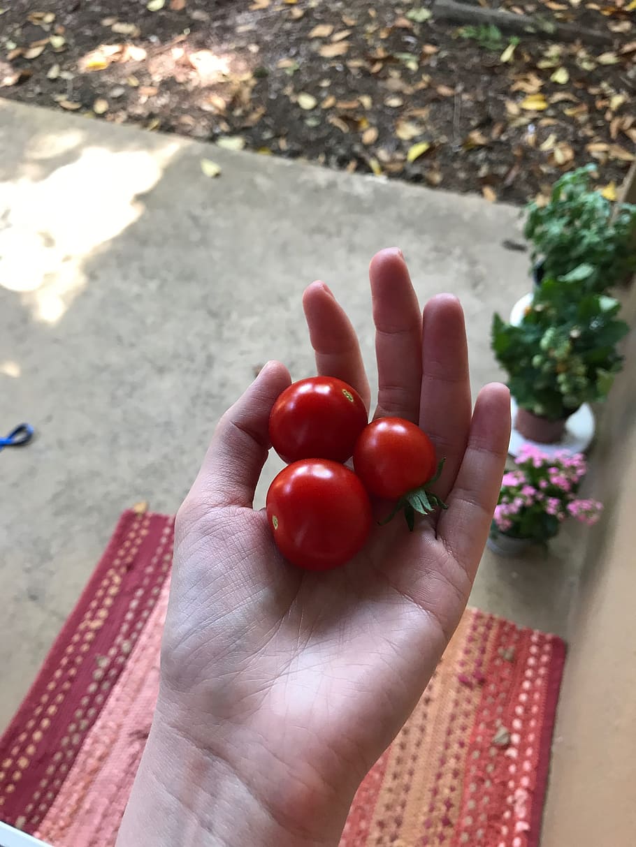 tomatoes, cherry tomatoes, hand, red, human hand, human body part HD wallpaper