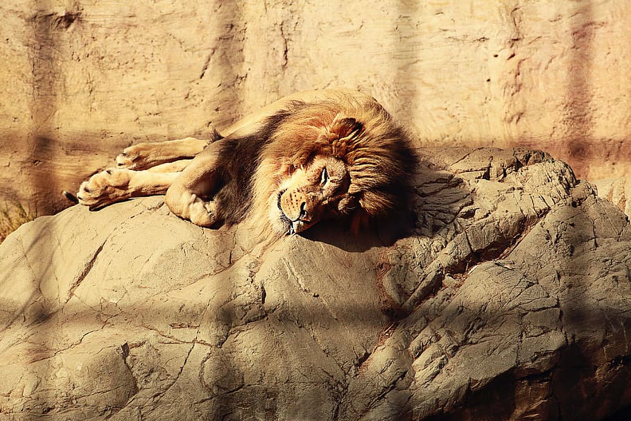 Lion, Caged, Sleeping, Mane, Endangered, fur, mammal, cat, wild HD wallpaper