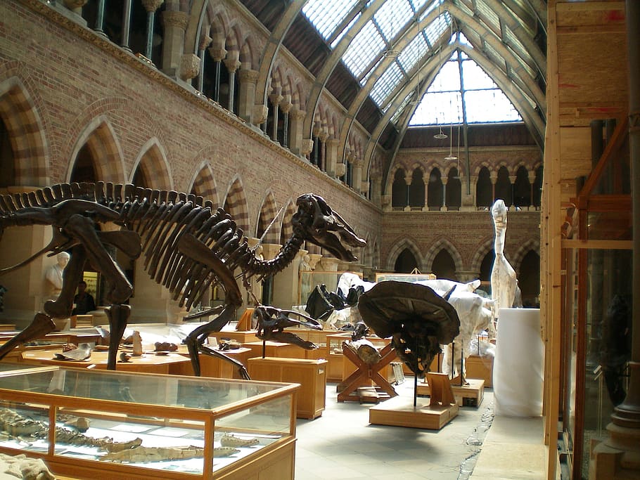 brown dinosaur skeletons inside the museum, oxford, england, muzeum, HD wallpaper