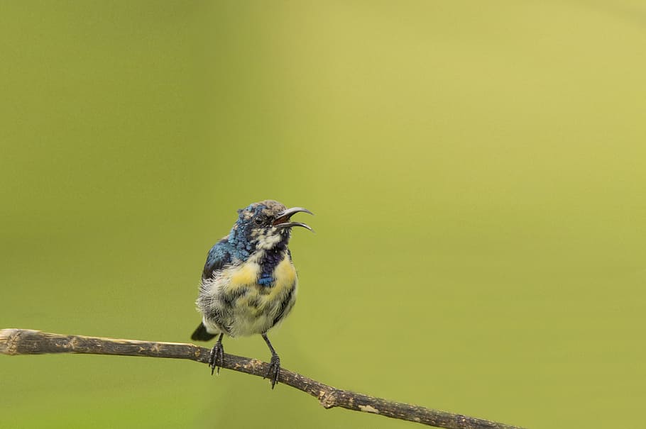 brown and blue bird on tree branch, mysore, india, deejayclix HD wallpaper