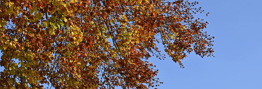 yellow leafed plant under clam sky, autumn tree, fall foliage