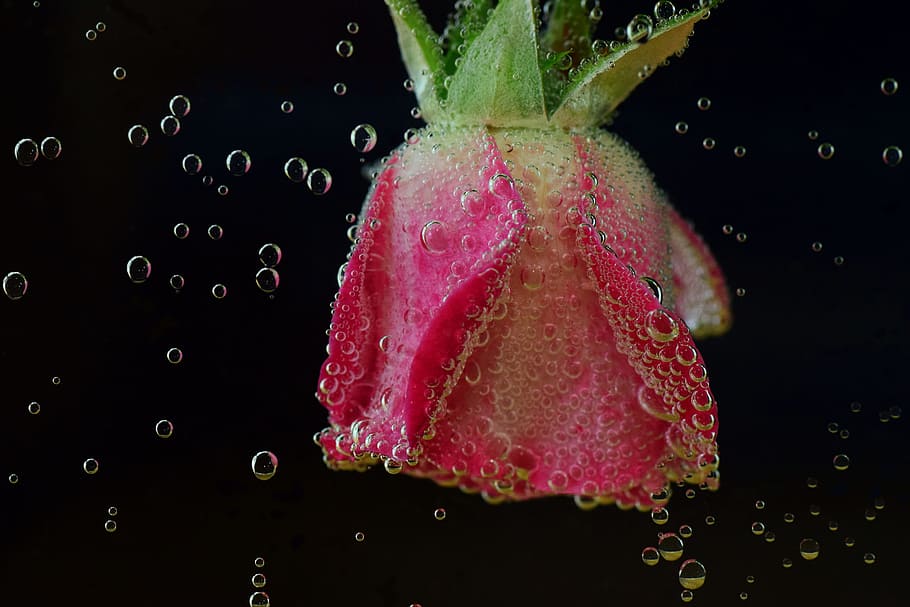rose, underwater, blubber, blow, water bubbles, air bubbles, HD wallpaper