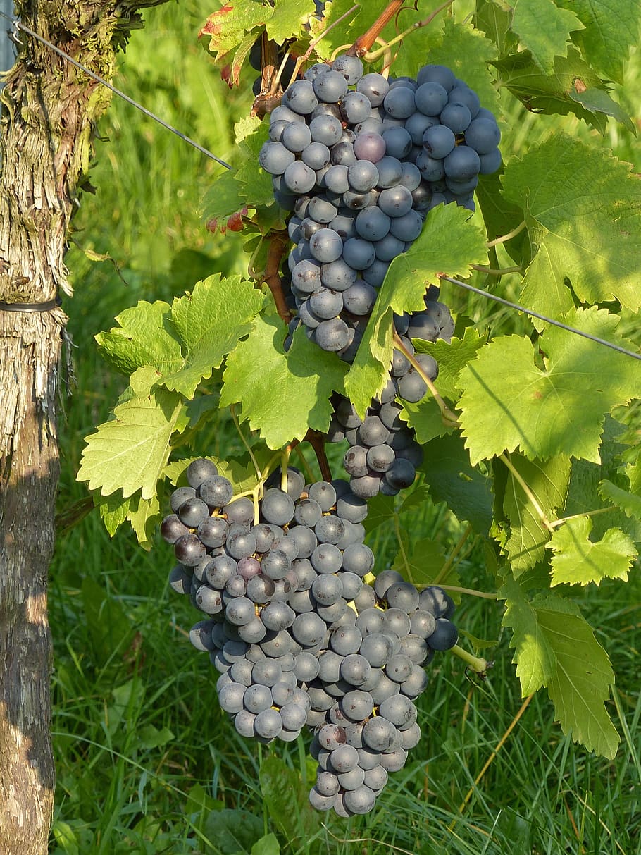 grapes, grapevine, blue, winegrowing, plant, vines stock, fruit HD wallpaper