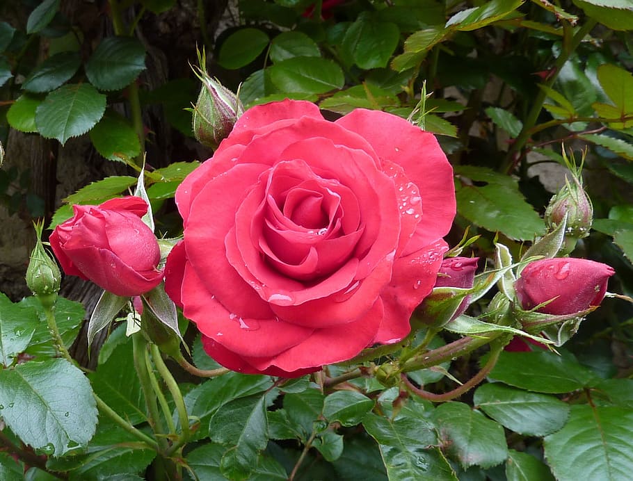 roses, pink, rose bloom, plant, flower, flowering plant, beauty in nature HD wallpaper