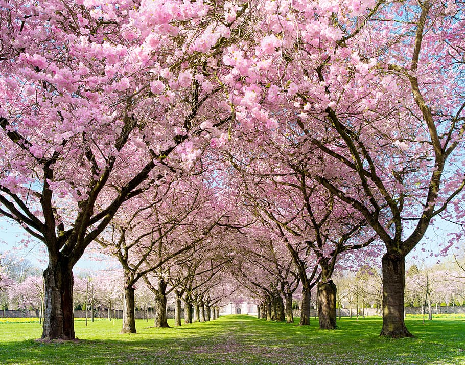 Spring, Warm, Flower, Open, Pink, pink flower, alley, tree HD wallpaper