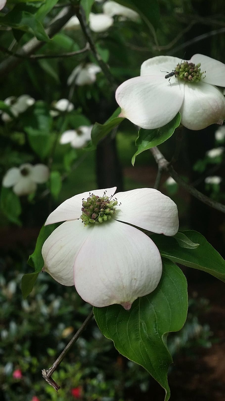 dogwood, tree, spring, nature, flowers, white, green, season HD wallpaper